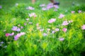 Beautiful summer Purple Pink flower blooming in garden background