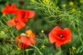 Beautiful summer scarlet poppy flowers field Royalty Free Stock Photo