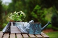 Beautiful summer scene with bouquet of camomile flowers, rustic wooden tray and tablecloth with green background Royalty Free Stock Photo