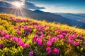 Beautiful summer scenery. Blooming pink rhododendron flowers on Chornogora range.