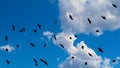 Cloudscape with a flock of flying black birds with spread wings Royalty Free Stock Photo