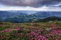 Beautiful summer scenery. Majestic photo of mountain landscape with beautiful dramatic sky. The rhododendron flowers.