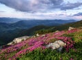 Beautiful summer scenery. Majestic photo of mountain landscape with beautiful dramatic sky. The rhododendron flowers.