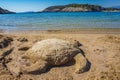 Close-up of a handmade sand sculpture of a Sea turtle at Voidokoilia beach reminds the Sea Turtle Protection in Romanos, Greece Royalty Free Stock Photo