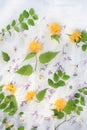 Beautiful summer/ spring background with fresh flowers and leaves on white table Royalty Free Stock Photo