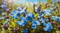 Beautiful summer or spring meadow with blue flowers of forget-me-nots and two flying butterflies. Wild nature landscape. Royalty Free Stock Photo