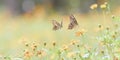 Beautiful summer or spring meadow with yellow daisy flowers and two flying butterflies. Wild nature landscape Royalty Free Stock Photo