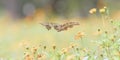 Beautiful summer or spring meadow with yellow daisy flowers and two flying butterflies. Wild nature landscape