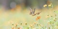 Beautiful summer or spring meadow with yellow daisy flowers and two flying butterflies. Wild nature landscape