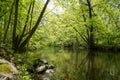 Beautiful Summer Stream Royalty Free Stock Photo