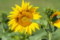 Summer sunflower field scene Royalty Free Stock Photo