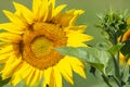 Summer sunflower field scene Royalty Free Stock Photo