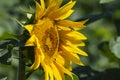 Summer sunflower field scene Royalty Free Stock Photo