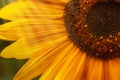 Beautiful summer sunflowers, natural blurred background, selective focus, shallow depth of field