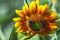 Beautiful summer sunflowers, shaggy bumblebee, natural blurred b Royalty Free Stock Photo