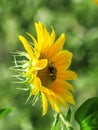 Beautiful summer sunflowers, shaggy bumblebee, natural blurred b Royalty Free Stock Photo