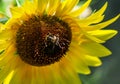 Beautiful summer sunflowers, shaggy bumblebee, natural blurred b Royalty Free Stock Photo