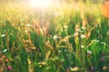 Beautiful summer sunny flower field background.