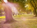 Beautiful Summer Sunny Forest Trees And Green Grass. Nature morning light in public park with green grass field. morning sunlight Royalty Free Stock Photo