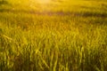 Beautiful summer sunset landscape, orange green grass.