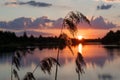 Beautiful summer sunset and pink sky over river. Clouds are reflected in calm water. Tall grass in foreground Royalty Free Stock Photo