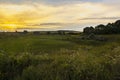 Beautiful summer sunset with waving wild grass in sunlight  rural meadow or field in countryside. panorama landscape with sun and Royalty Free Stock Photo