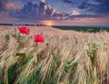 Beautiful summer sunset on a wheat field Royalty Free Stock Photo