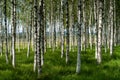 Beautiful summer view of a grove of birch trees with green grass Royalty Free Stock Photo