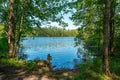 Beautiful summer view from a small lake in a lush green forest in Sweden Royalty Free Stock Photo