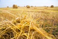 Beautiful summer wheat field with lying round bales, blue sky with clouds