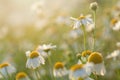 Beautiful summer wildflower meadow in hazy sunshine Royalty Free Stock Photo