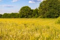 Beautiful summer yellow field, green trees and blue sunny sky for background