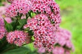 Beautiful summers flower. Macro photo of nature flowering bush Spiraea. Background texture of a bush with blooming pink flowers of