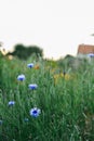 Beautiful Summers Garden Royalty Free Stock Photo