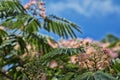 Beautiful summertime abstract of a blossoming mediterannean tree