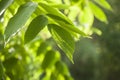 Beautiful summertime closeup of walnut branches with green leaves in sunlight with blurred background Royalty Free Stock Photo