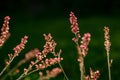 Beautiful summertime pink wild flowers in field