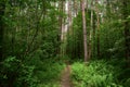 Beautiful summertime wood in Russia