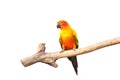 Beautiful Sun Conure bird perching on a branch on white Royalty Free Stock Photo