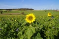 scenic sun-drenched Bavarian countryside with sunflower fields against blue sky on October day (Konradshofen, Germany) Royalty Free Stock Photo