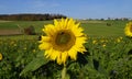 scenic sun-drenched Bavarian countryside with sunflower fields against blue sky on October day (Konradshofen, Germany) Royalty Free Stock Photo