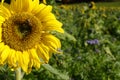 sun-drenched Bavarian countryside with scenic sunflower fields against blue sky on October day (Konradshofen, Germany) Royalty Free Stock Photo