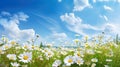 A beautiful, sun - drenched spring summer meadow. Natural colorful panoramic landscape with many wild flowers