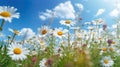 A beautiful, sun - drenched spring summer meadow. Natural colorful panoramic landscape with many wild flowers