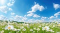 A beautiful, sun - drenched spring summer meadow. Natural colorful panoramic landscape with many wild flowers