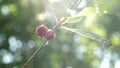 Beautiful sun flare on ripe cherry after rain. Red cherry on a tree branch with a pair of delicious berries. Close-up Royalty Free Stock Photo