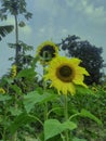 Beautiful sun flower image in india