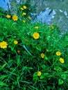 Beautiful sun flower near by the river surrounded by fresh grass