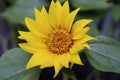 Beautiful sun flower in summer season