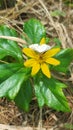 Beautiful Sun flower white butterfly Royalty Free Stock Photo